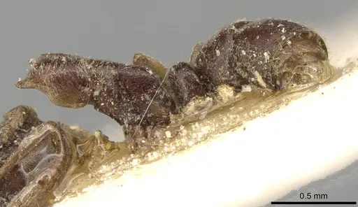 Hypoponera ursa specimen