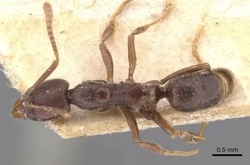 Hypoponera vanreesi specimen