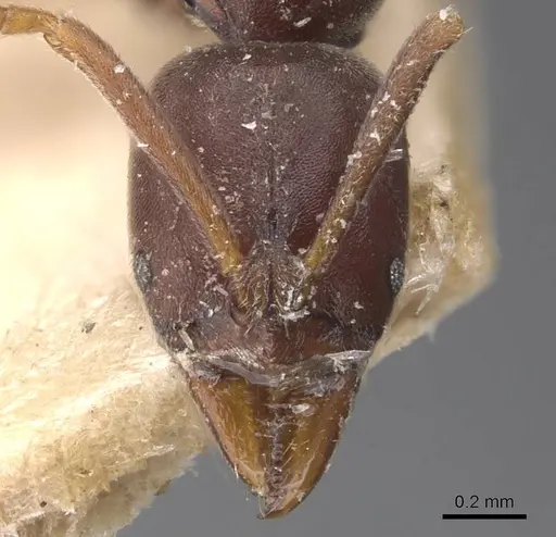 Hypoponera vanreesi specimen