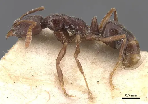 Hypoponera vanreesi specimen