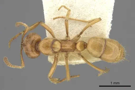 Hypoponera vitiensis specimen