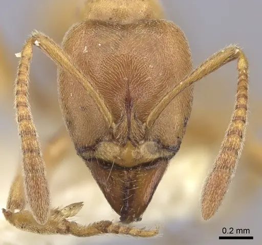 Hypoponera vitiensis specimen