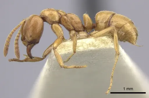 Hypoponera vitiensis specimen