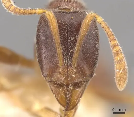 Hypoponera wroughtonii specimen