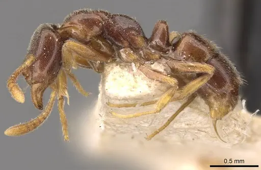 Hypoponera wroughtonii specimen