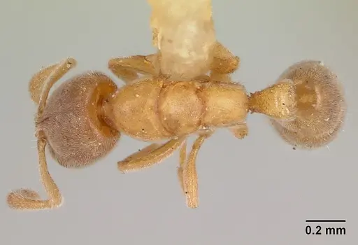 Hypoponera zwaluwenburgi specimen