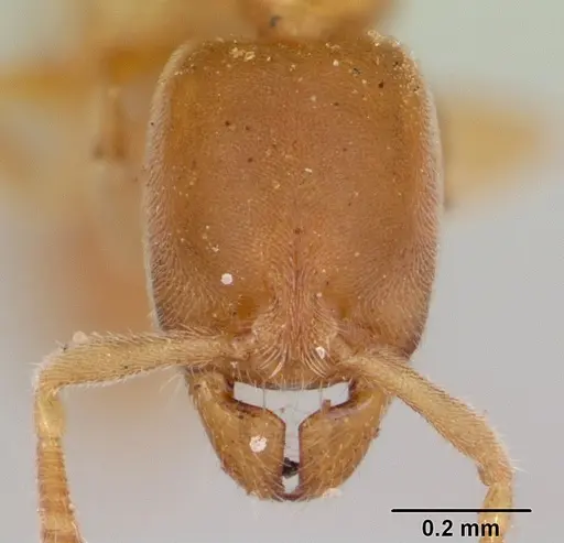 Hypoponera zwaluwenburgi specimen