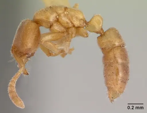 Hypoponera zwaluwenburgi specimen