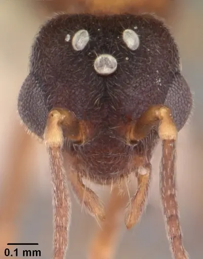 Indomyrma dasypyx specimen