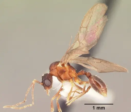 Indomyrma dasypyx specimen