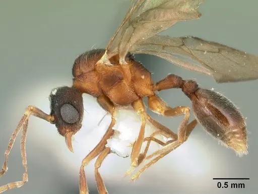 Indomyrma dasypyx - CASENT0101922