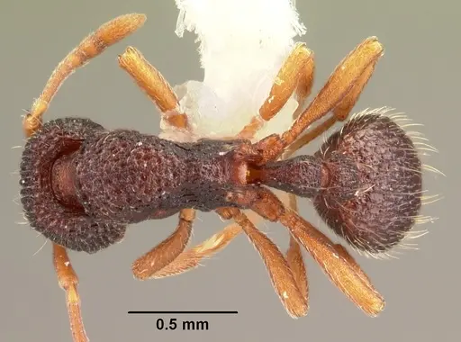 Indomyrma dasypyx - CASENT0101964