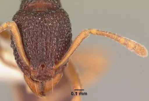 Indomyrma dasypyx - CASENT0101964