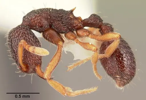 Indomyrma dasypyx - CASENT0101964