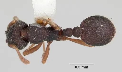 Indomyrma dasypyx - CASENT0104325