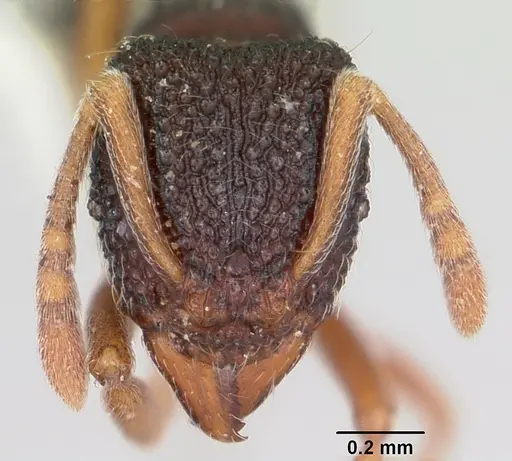 Indomyrma dasypyx - CASENT0104325