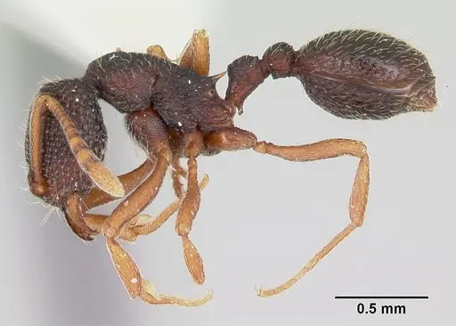 Indomyrma dasypyx - CASENT0104325