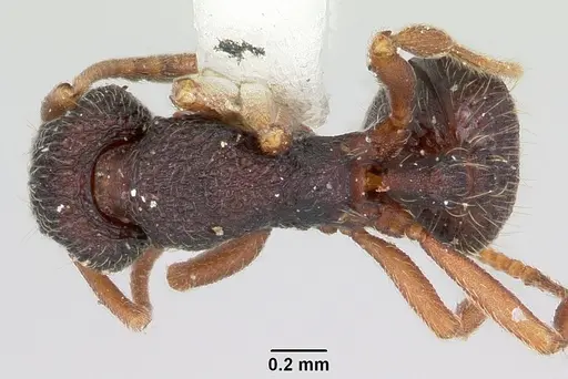 Indomyrma dasypyx - CASENT0104914