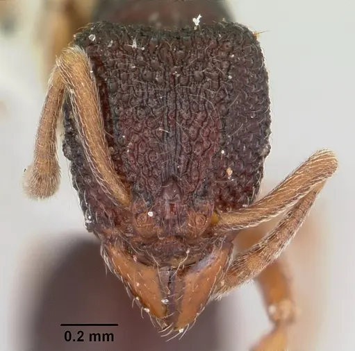 Indomyrma dasypyx - CASENT0104914