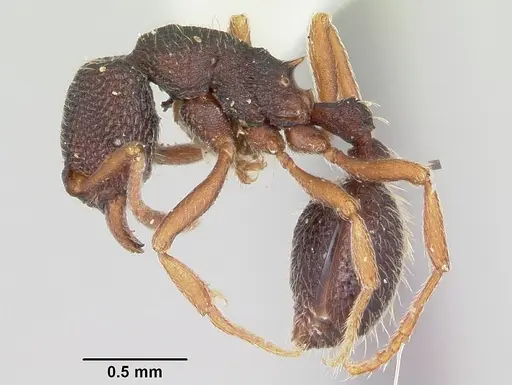 Indomyrma dasypyx - CASENT0104914