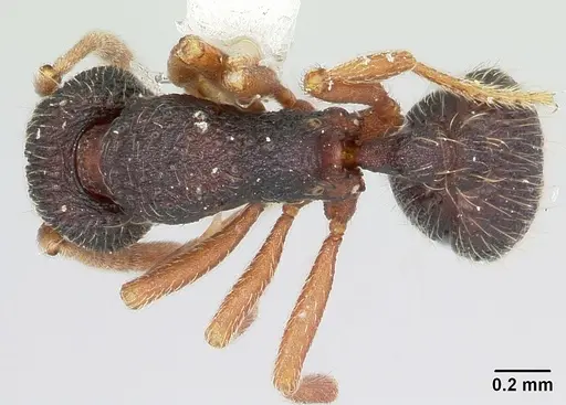 Indomyrma dasypyx - CASENT0104915