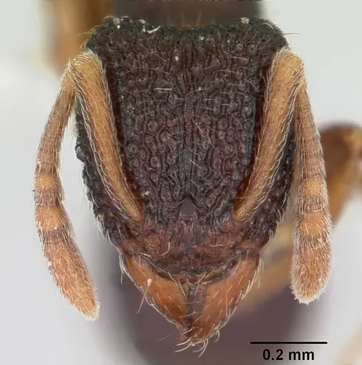 Indomyrma dasypyx - CASENT0104915