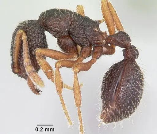 Indomyrma dasypyx - CASENT0104915