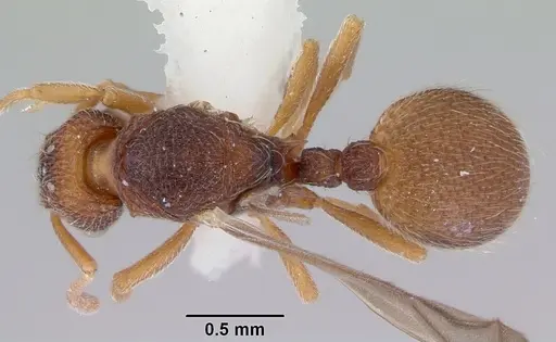 Indomyrma dasypyx - CASENT0172281