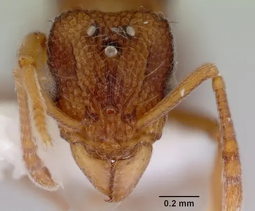 Indomyrma dasypyx - CASENT0172281