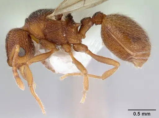 Indomyrma dasypyx - CASENT0172281