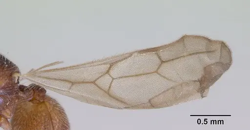 Indomyrma dasypyx - CASENT0172281