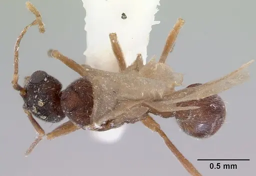 Indomyrma dasypyx - CASENT0172282