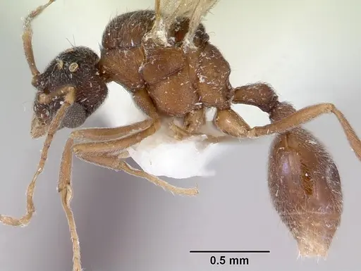 Indomyrma dasypyx - CASENT0172282