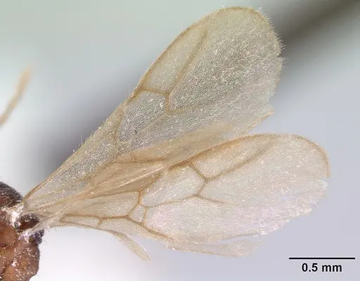 Indomyrma dasypyx - CASENT0172282