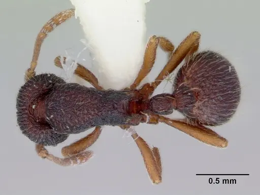 Indomyrma dasypyx - CASENT0172283