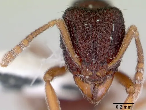 Indomyrma dasypyx - CASENT0172283