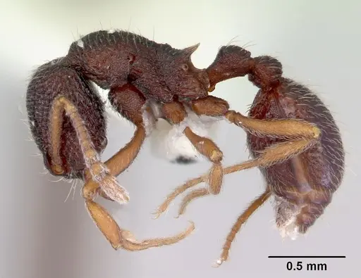 Indomyrma dasypyx - CASENT0172283