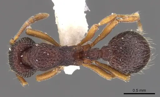 Indomyrma dasypyx - CASENT0900976