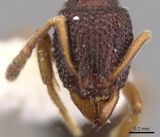 Indomyrma dasypyx - CASENT0900976