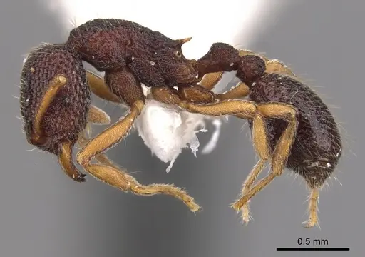 Indomyrma dasypyx - CASENT0900976