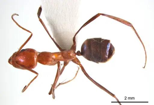 Iridomyrmex agilis specimen
