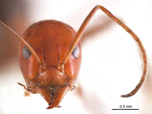 Iridomyrmex agilis specimen