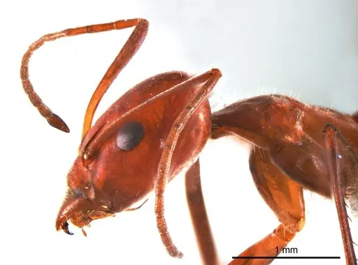 Iridomyrmex agilis specimen