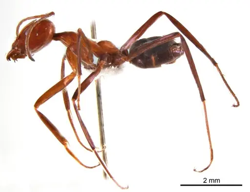 Iridomyrmex agilis - ANTWEB1008636