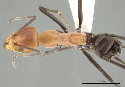 Iridomyrmex agilis - CASENT0249702