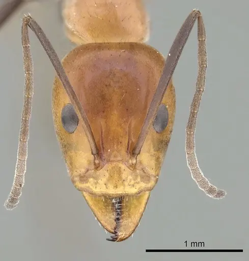 Iridomyrmex agilis - CASENT0249702