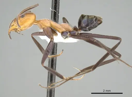 Iridomyrmex agilis - CASENT0249702