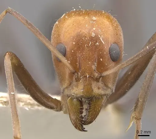 Iridomyrmex agilis - CASENT0909499