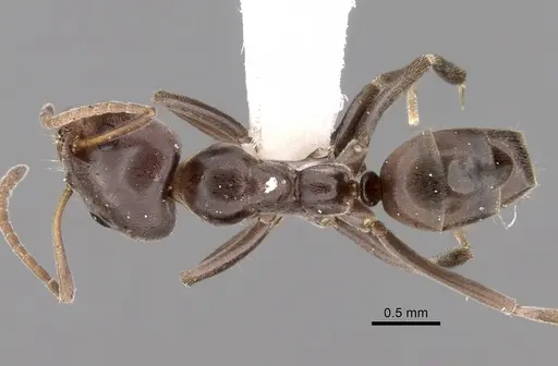 Iridomyrmex alpinus specimen