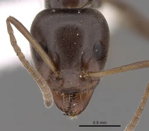 Iridomyrmex alpinus specimen